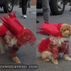 Tompkins Park Halloween Dog Parade_Pomeranian in Lady Gaga costume