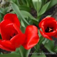 Record high temperatures bathed New York City in sunshine last week, causing flowers to bloom across the five boroughs. Every patch of green in Manhattan was crammed with tulips and […]